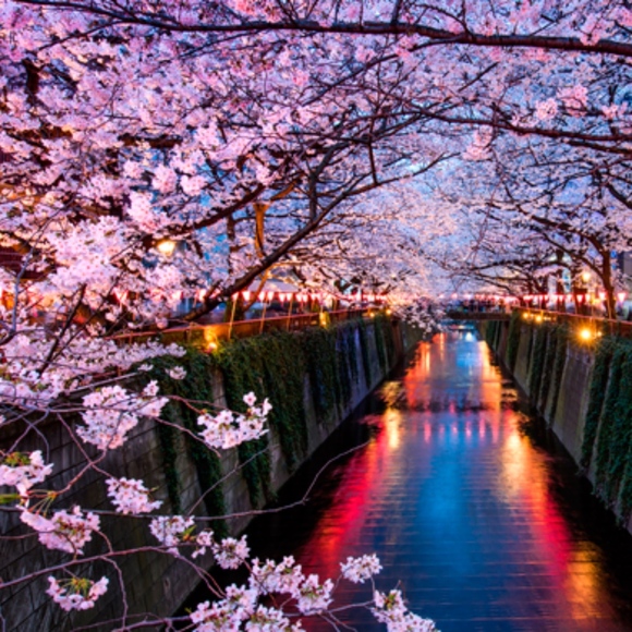 Meet your Posher, Paola - Picture 1 of 1